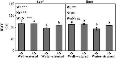 Osmotic Adjustment and Antioxidant System Regulated by Nitrogen Deposition Improve Photosynthetic and Growth Performance and Alleviate Oxidative Damage in Dwarf Bamboo Under Drought Stress